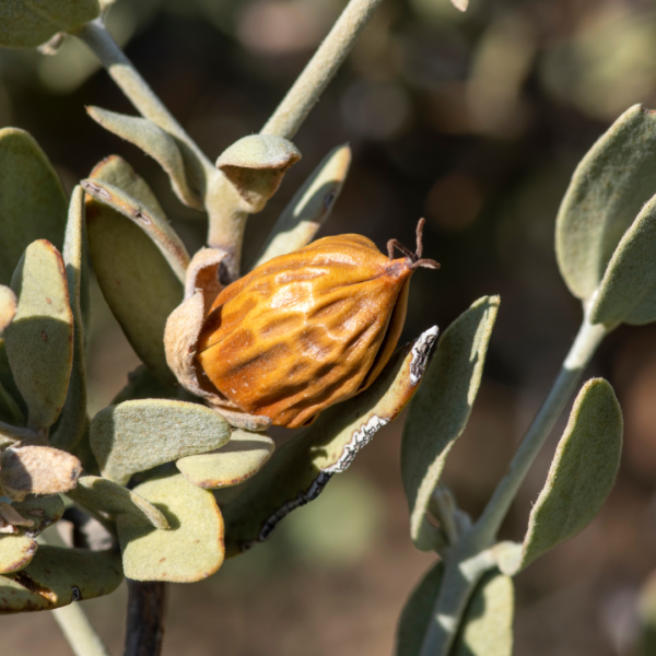 Jojoba Oil