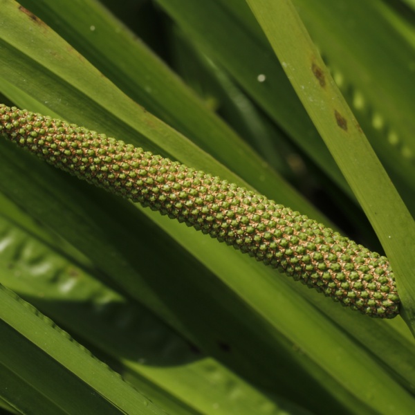 Calamus-Oil