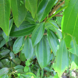 Cinnamon-Leaf-Oil