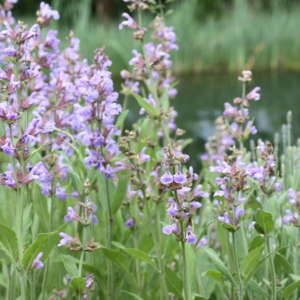 Clary-Sage-Oil