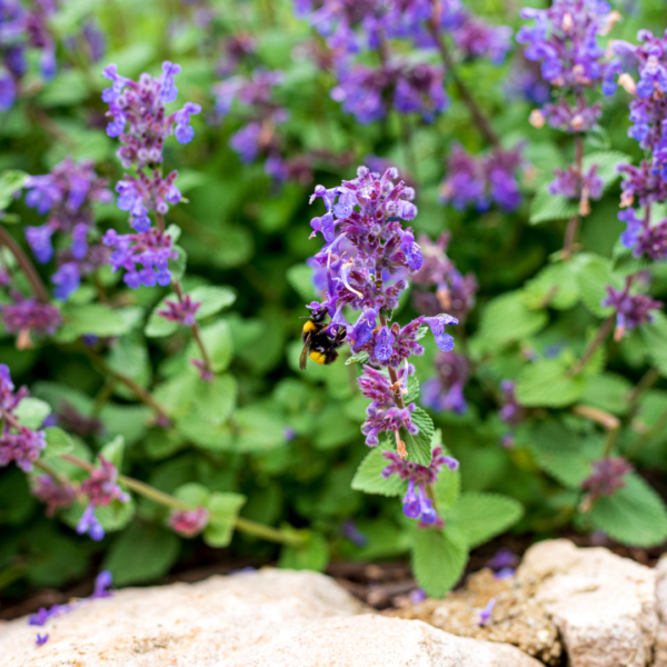 Clary Sage Oil