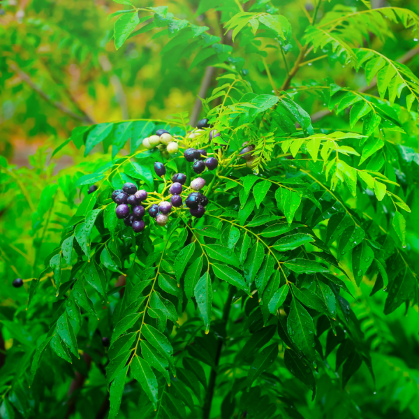 Curry-Leaf-Oil