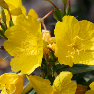 Evening-Primrose Oil