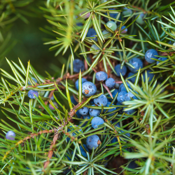 Juniper-Berry-Oil