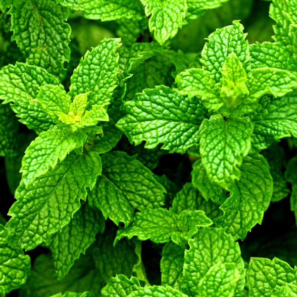 Mentha-Piperita-Oil-Peppermint-Oil