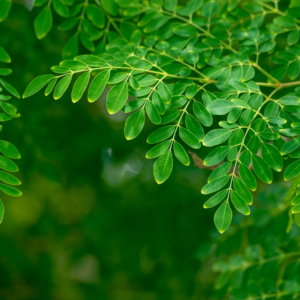 Moringa Oil