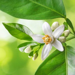 Neroli Oil