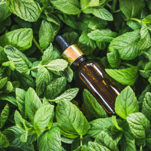 Peppermint-Oil