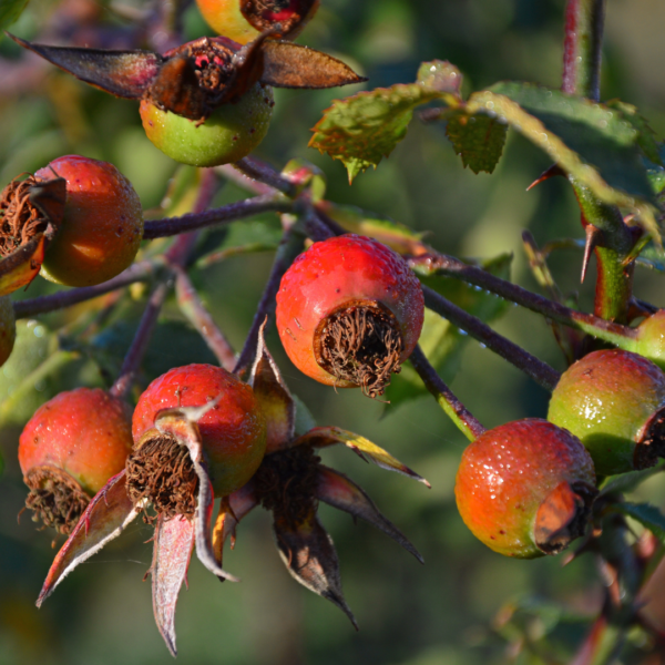 Rosehip-Oil