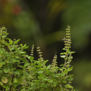 Tulsi-Oil