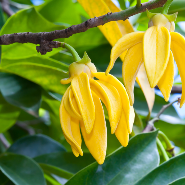 Ylang Oil