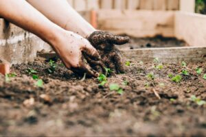 soil composition for essential oil