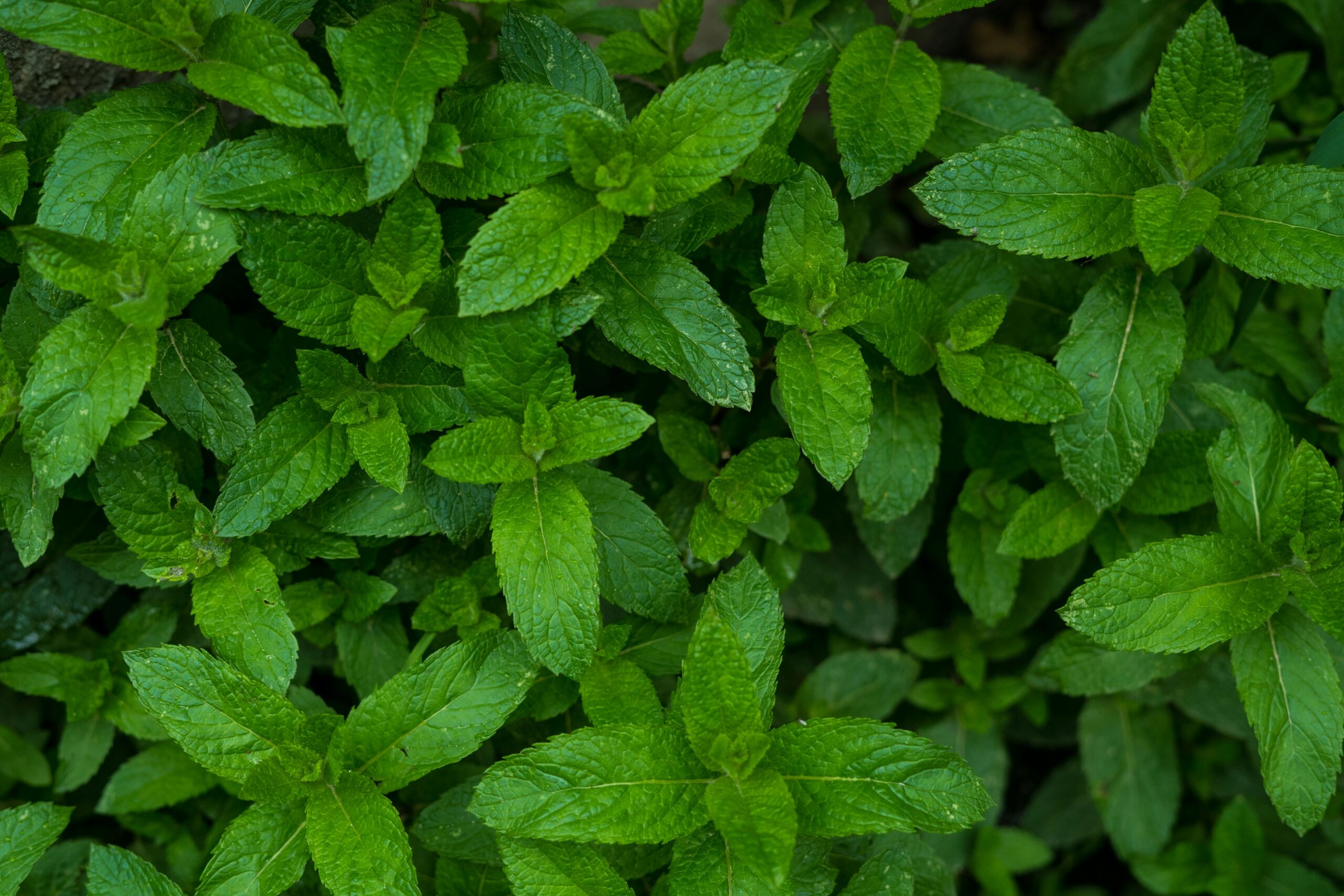 peppermint leaf